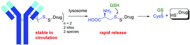 Graphical abstract: Decoupling stability and release in disulfide bonds with antibody-small molecule conjugates