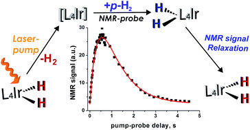 Graphical abstract: Photochemical pump and NMR probe to monitor the formation and kinetics of hyperpolarized metal dihydrides