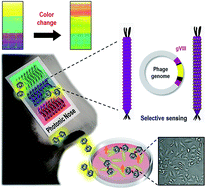 Graphical abstract: Bioinspired M-13 bacteriophage-based photonic nose for differential cell recognition