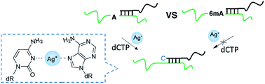 Graphical abstract: Selective detection of N6-methyladenine in DNA via metal ion-mediated replication and rolling circle amplification