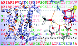 Graphical abstract: Interaction of methanol with the oxygen-evolving complex: atomistic models, channel identification, species dependence, and mechanistic implications