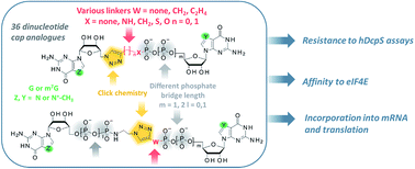 Graphical abstract: A novel route for preparing 5′ cap mimics and capped RNAs: phosphate-modified cap analogues obtained via click chemistry