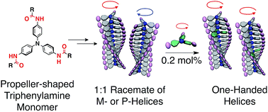 Graphical abstract: Dynamic propeller conformation for the unprecedentedly high degree of chiral amplification of supramolecular helices