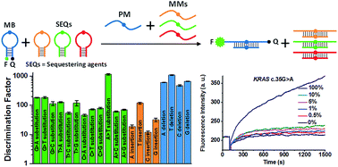 Graphical abstract: Ultra-specific discrimination of single-nucleotide mutations using sequestration-assisted molecular beacons