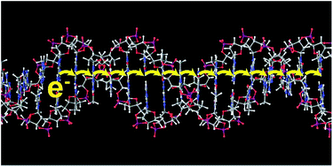 Graphical abstract: Charge transfer dynamics in DNA revealed by time-resolved spectroscopy