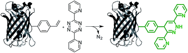 Graphical abstract: Fluorogenic protein labeling using a genetically encoded unstrained alkene