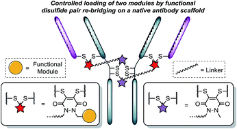 Graphical abstract: Enabling the controlled assembly of antibody conjugates with a loading of two modules without antibody engineering