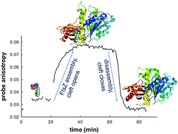 Graphical abstract: The structural assembly switch of cell division protein FtsZ probed with fluorescent allosteric inhibitors