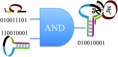 Graphical abstract: Continuous variables logic via coupled automata using a DNAzyme cascade with feedback