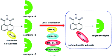 Graphical abstract: A practical strategy to design and develop an isoform-specific fluorescent probe for a target enzyme: CYP1A1 as a case study