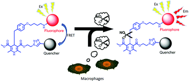 Graphical abstract: Highly specific C–C bond cleavage induced FRET fluorescence for in vivo biological nitric oxide imaging