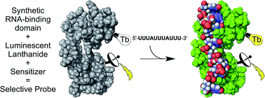 Graphical abstract: Design of a synthetic luminescent probe from a biomolecule binding domain: selective detection of AU-rich mRNA sequences