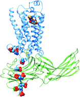 Graphical abstract: Investigating allosteric effects on the functional dynamics of β2-adrenergic ternary complexes with enhanced-sampling simulations