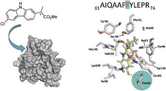 Graphical abstract: Mapping a protein recognition centre with chiral photoactive ligands. An integrated approach combining photophysics, reactivity, proteomics and molecular dynamics simulation studies