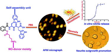 Graphical abstract: Self-assembling soft structures for intracellular NO release and promotion of neurite outgrowth