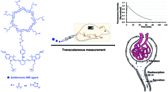 Graphical abstract: Zwitterionic near infrared fluorescent agents for noninvasive real-time transcutaneous assessment of kidney function