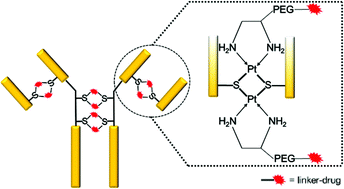 Graphical abstract: Development of a facile antibody–drug conjugate platform for increased stability and homogeneity