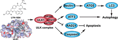 Graphical abstract: Discovery of a small molecule targeting ULK1-modulated cell death of triple negative breast cancer in vitro and in vivo