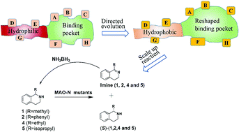 Graphical abstract: Simultaneous engineering of an enzyme's entrance tunnel and active site: the case of monoamine oxidase MAO-N