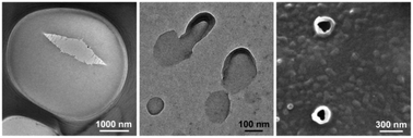 Graphical abstract: Going beyond the classical amphiphilicity paradigm: the self-assembly of completely hydrophobic polymers into free-standing sheets and hollow nanostructures in solvents of variable quality