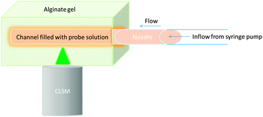Graphical abstract: Interplay between flow and diffusion in capillary alginate hydrogels