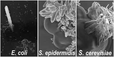 Graphical abstract: Influence of nanomechanical stress induced by ZnO nanoparticles of different shapes on the viability of cells