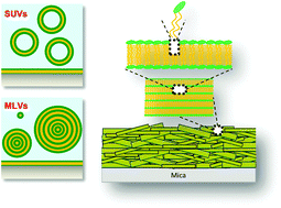 Graphical abstract: Structure of lipid multilayers via drop casting of aqueous liposome dispersions