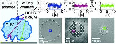 Graphical abstract: Nanometric thermal fluctuations of weakly confined biomembranes measured with microsecond time-resolution