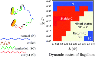 Graphical abstract: Dynamics of a bacterial flagellum under reverse rotation