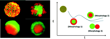 Graphical abstract: Dynamic self-organization of microwell-aggregated cellular mixtures