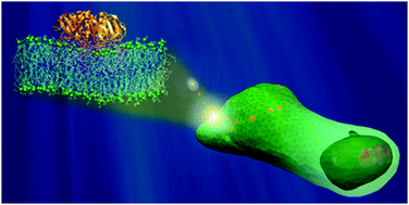 Graphical abstract: Membrane invagination induced by Shiga toxin B-subunit: from molecular structure to tube formation