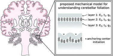 Graphical abstract: Tri-layer wrinkling as a mechanism for anchoring center initiation in the developing cerebellum