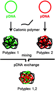 Graphical abstract: Evidence for plasmid DNA exchange after polyplex mixing