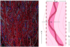 Graphical abstract: A new insight into the isotropic–nematic phase transition in lyotropic solutions of semiflexible polymers: density-functional theory tested by molecular dynamics