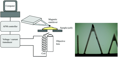 Graphical abstract: Measuring the viscoelastic creep of soft samples by step response AFM