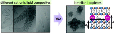 Graphical abstract: Structures of malonic acid diamide/phospholipid composites and their lipoplexes