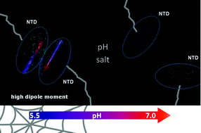 Graphical abstract: Electrostatics analysis of the mutational and pH effects of the N-terminal domain self-association of the major ampullate spidroin