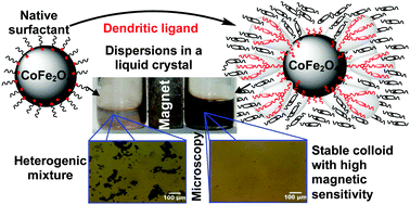 Graphical abstract: Magnetic actuation of a thermodynamically stable colloid of ferromagnetic nanoparticles in a liquid crystal