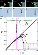 Graphical abstract: The compression of a heavy floating elastic film