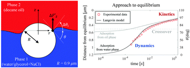 Graphical abstract: Colloidal particle adsorption at liquid interfaces: capillary driven dynamics and thermally activated kinetics
