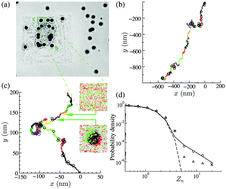 Graphical abstract: Non-equilibrium cytoquake dynamics in cytoskeletal remodeling and stabilization