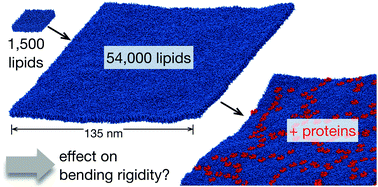 Graphical abstract: Membrane stiffness is modified by integral membrane proteins