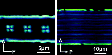 Graphical abstract: Cholesteric liquid crystals in rectangular microchannels: skyrmions and stripes