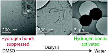 Graphical abstract: Hydrogen bonding asymmetric star-shape derivative of bile acid leads to supramolecular fibrillar aggregates that wrap into micrometer spheres