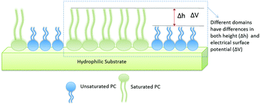 Graphical abstract: Molecular dynamics simulations and Kelvin probe force microscopy to study of cholesterol-induced electrostatic nanodomains in complex lipid mixtures