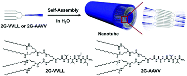 Graphical abstract: Nanotubular self-organization of amide dendrons with focal β-sheet forming peptide units