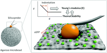 Graphical abstract: Force spectroscopy predicts thermal stability of immobilized proteins by measuring microbead mechanics