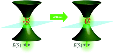 Graphical abstract: Shedding light on azopolymer brush dynamics by fluorescence correlation spectroscopy