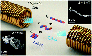 Graphical abstract: Dynamic scaling of ferromagnetic micro-rod clusters under a weak magnetic field