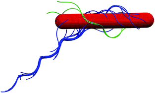 Graphical abstract: Bacterial swarmer cells in confinement: a mesoscale hydrodynamic simulation study